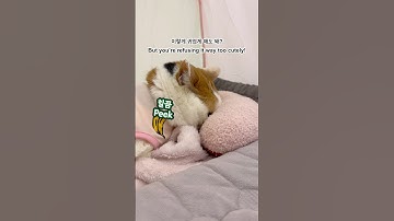 21세 노묘 메소_ 짱싫어!! 메소의 약 거부 시전_ Cat Says NO to Supplements 😾