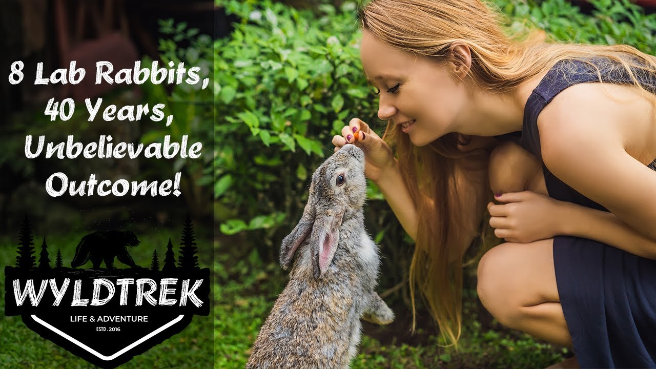 8 Lab Rabbits Released on a Secret Island in Japan - What Happened 40 ...