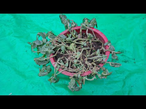 Video: Wilting Fittonia Plants – Hoe een Fittonia met verwelkende bladeren te verhelpen