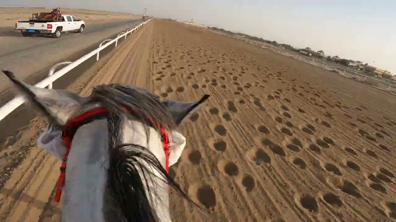 #فروسية_الاحمدي 27/1/2022 انتصار الجواد سربالي بقيادة عبدالله عامر الفراج