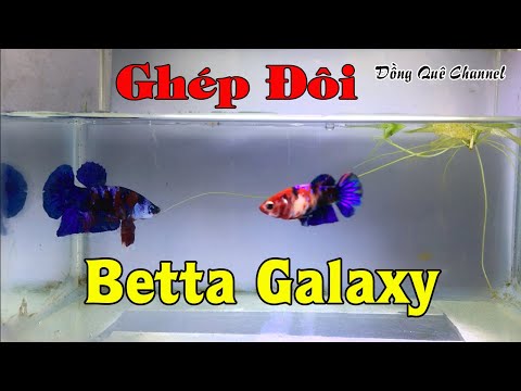Video Ghép Đôi Sinh Sản Cá BETTA GALAXY - Thức Ăn Cho Cá... - youtube