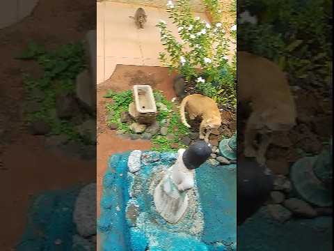 Orange and The Stalker 2