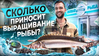 видео: Секреты рыбной фермы: как растет осетр и как производят черную икру картинка: Секреты рыбной фермы: как растет осетр и как производят черную икру