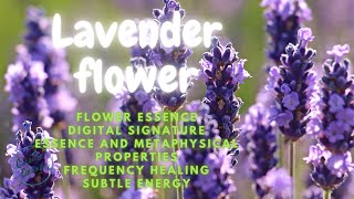 Lavender Flower Essence Frequency - Energetic Signature - Calm - Relax