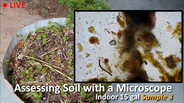 Live Soil Microscopy! Assessing Indoor Soil SAMPLE 3! Added Mycorrhizal!