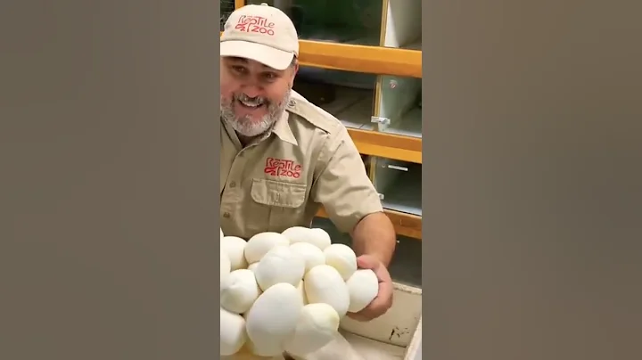 did you see snake eggs?🐍😳#short #youtubeshorts #viral