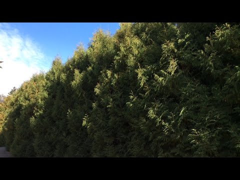 וִידֵאוֹ: Thuja 