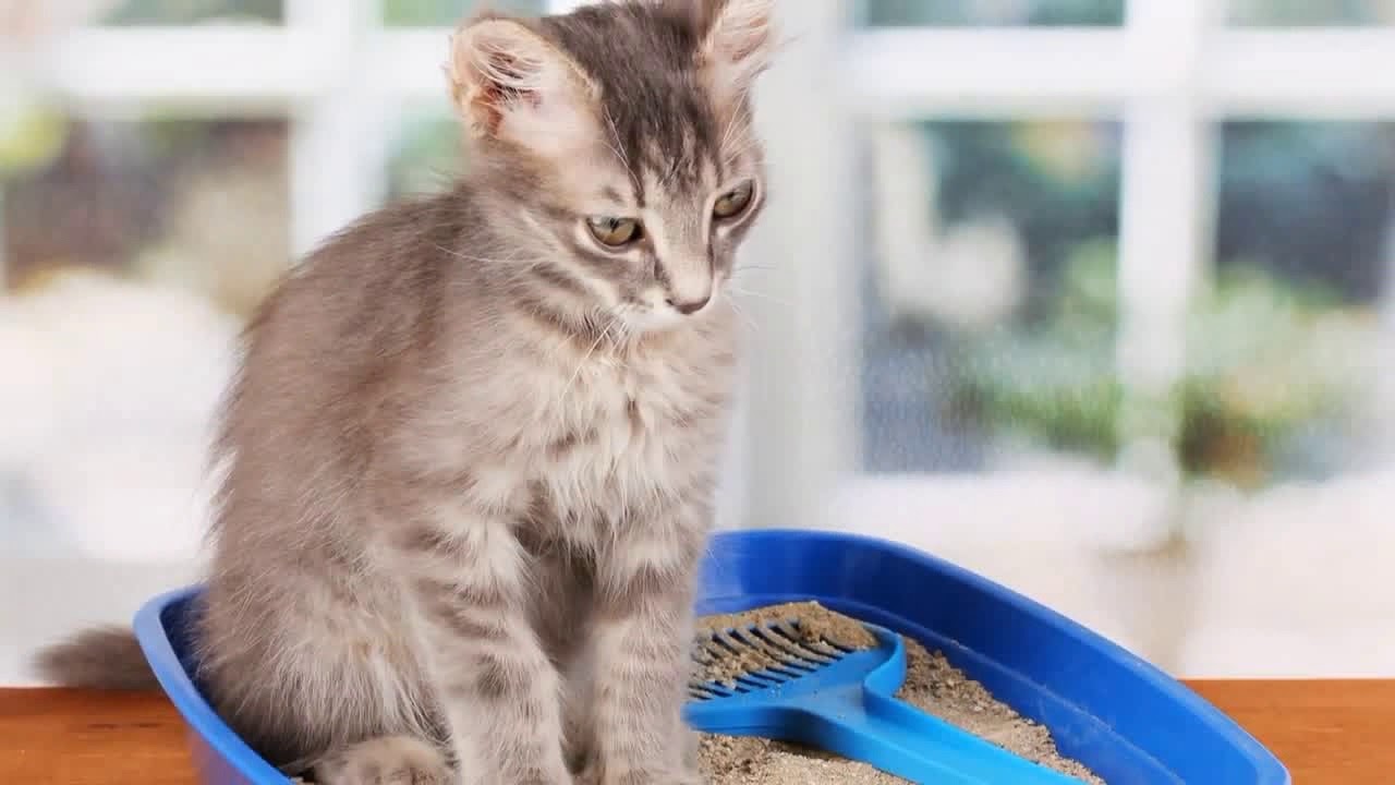 SiftEase The Easiest Way to Clean a Litter Box YouTube