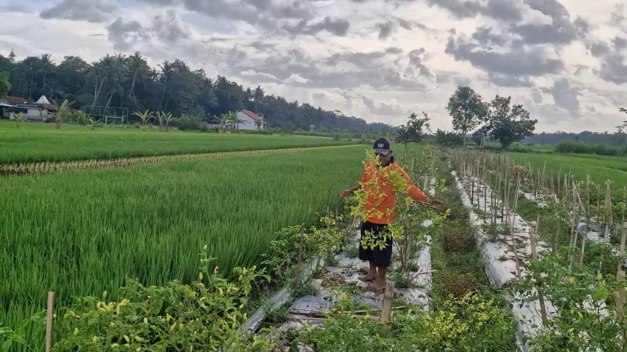 RAW FARM WORK! MANUAL CHILI PLANT CLEARING IN OPEN FIELD  -Agriculture Farming