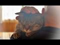 愛されてる？それはただの錯覚でした･･【元野良猫・保護猫】