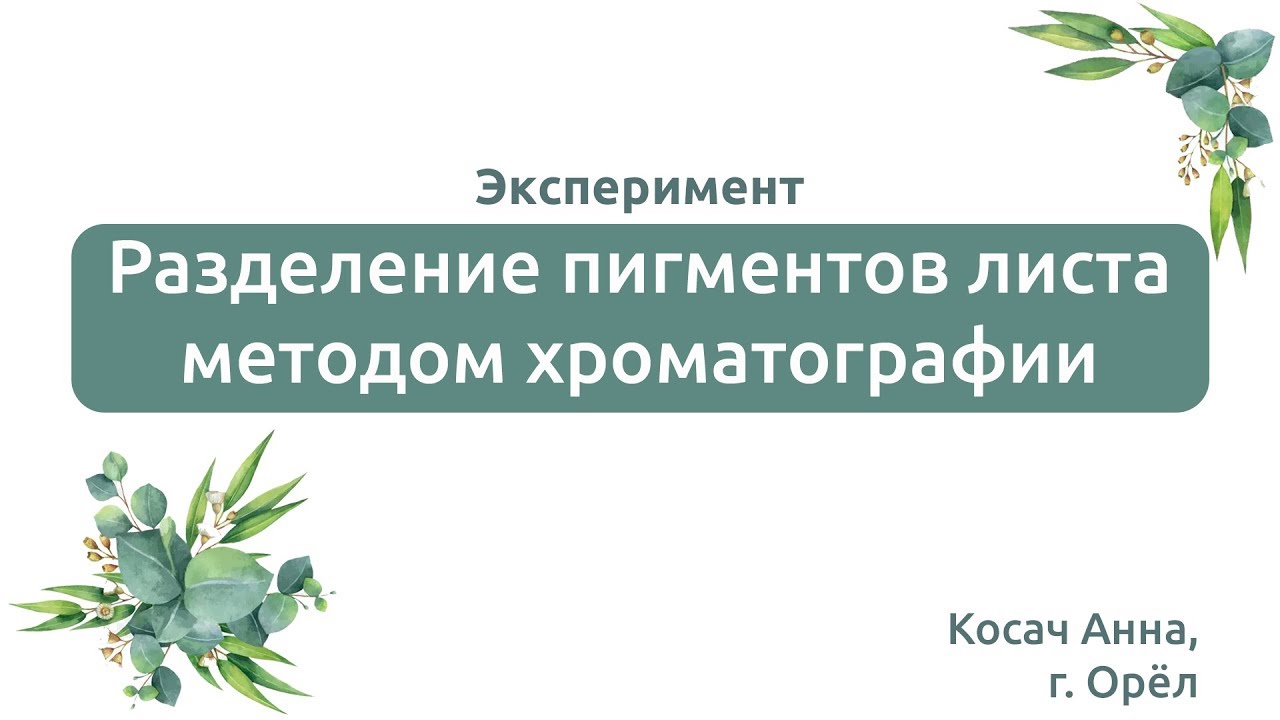 Разделение пигментов листа метод. Разделение пигментов методом бумажной хроматографии. Методы ЕГЭ биология Разделение пигментов. Разделение пигментов листа по методу Крауса. Разделение смеси аминокислот методом хроматографии на бумаге.