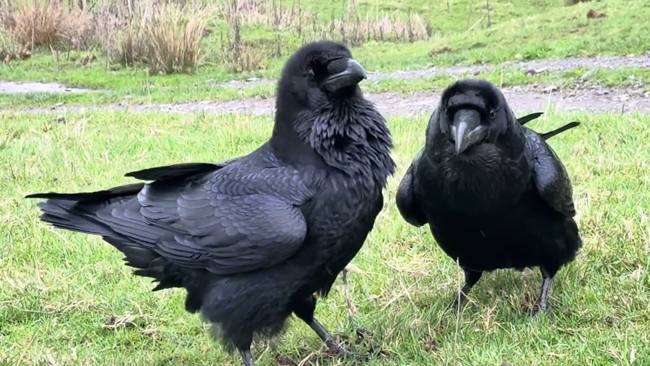 Mating behaviour of the Ravens
