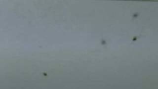 ゾエア20100626.avi