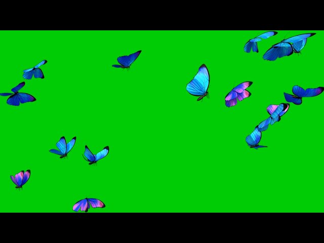 3d butterfly flying green screen || no copyright butterfly green screen || mondal screen class=