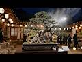 Seoul’s Night Bonsai Festival Feels Unreal — Light, Shadow &amp; Living Art