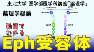 東北大学薬理学講義シリーズ・薬理学総論−8：Eph受容体 - YouTube