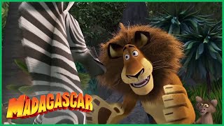 DreamWorks Madagascar em Português | Alex Salva o Dia | Desenhos Animados