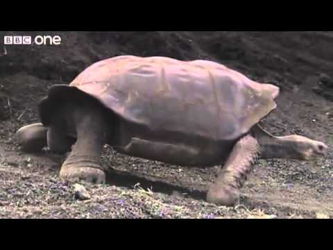Funny Talking Animals   Walk On The Wild Side Preview   BBC One