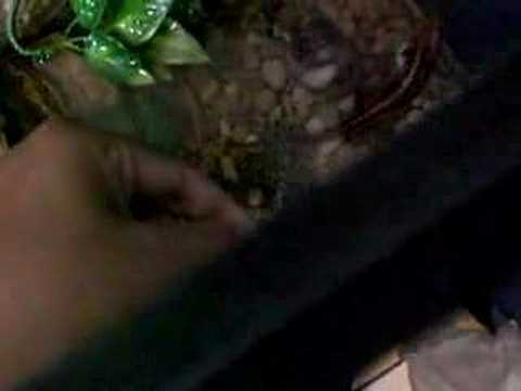 video phone beyonce mp3 Fire belly eating huge cricket