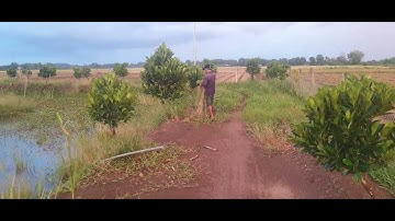 cấm câu cá lóc trông vườn sầu riêng. ♥♥♥