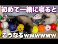 初めて姉妹フェレットが一緒に寝るとこうなるww