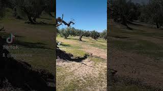Será estos olivos 🌿 🌳🫒🪓,para bien o.para mal arrancarlos y bien adaptado al clima seco 2026