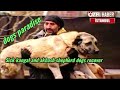 Sick kangal and akbash shepherd dogs recover