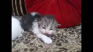 Cute 11 day old kitten #love #kittensmeowing #care #lovely