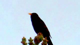 Blackbird (turdus merula) singing