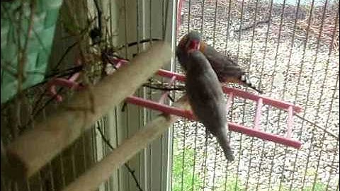 Zebra finches building a nest. Part 2