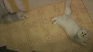 Mélusine et Iron: femelle et chaton British longhair by Golden Moonglade 471 views 10 years ago 1 minute, 20 seconds