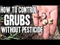 How to Eliminate Grubs in Your Lawn or Garden without Pesticide