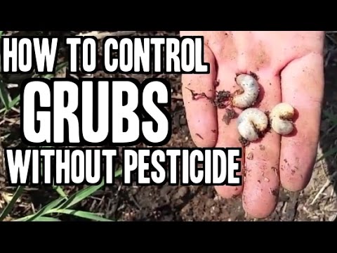 Video: Controlling Grubs in Potted Plants - Yuav Ua Li Cas Kom Tshem Tau Cov Grubs Hauv Paj Paj