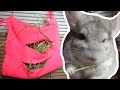 Easy DIY Hay Feeder For Chinchillas