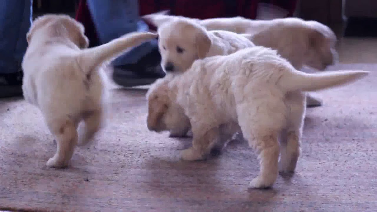 English Cream Golden Retriever Puppies For Sale - YouTube