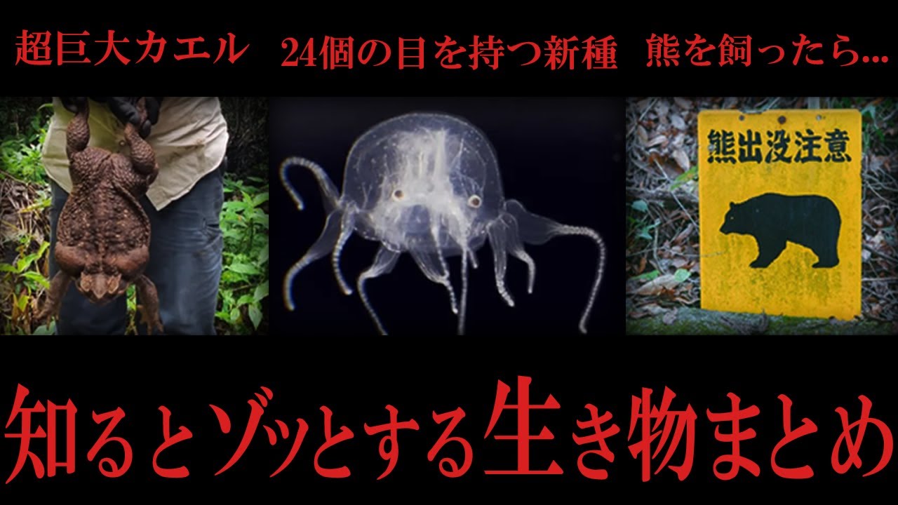 【睡眠用】知るとゾッとする生き物まとめ【たっくーTV/作業用】