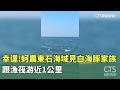 幸運！　蚵農東石海域見白海豚家族　跟漁筏游近1公里｜華視新聞 20260522 @CtsTw