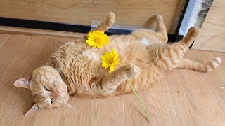 のせ猫 四葉のクローバー のせ猫 230704 - YouTube