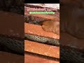 How to feed bees pollen?#bee #honey #beekeeping #viralvideo #pollen