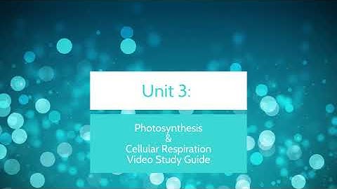 Unit 3 Video Study Guide