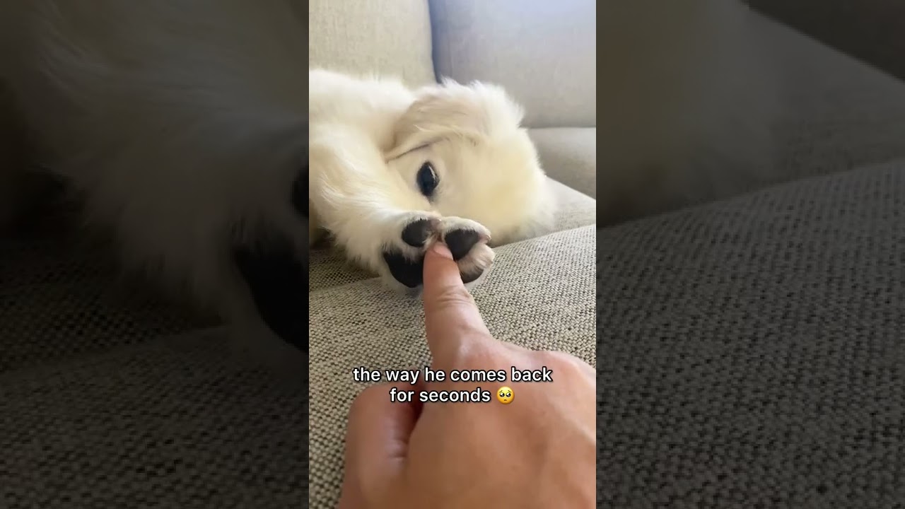 Yes You Can Hold My Hand If You Want To (Puppy Version) shorts YouTube