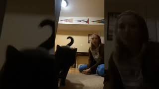 contemptuous look #contempt #funny #cat #clips #shorts Wealth