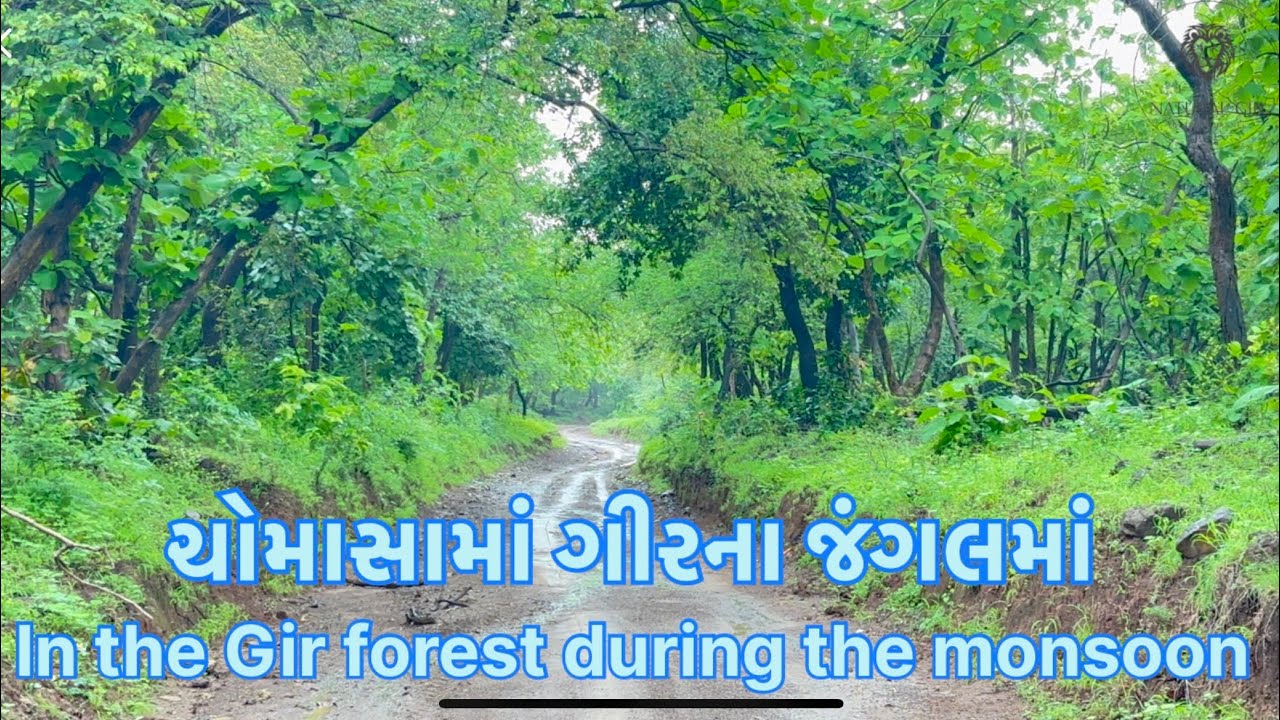 ચોમાસામાં ગીરના જંગલમાં | In the Gir forest during the monsoon
