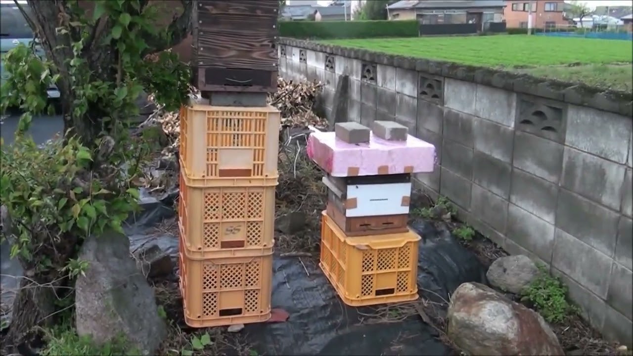 令和7年４月14日　分蜂④