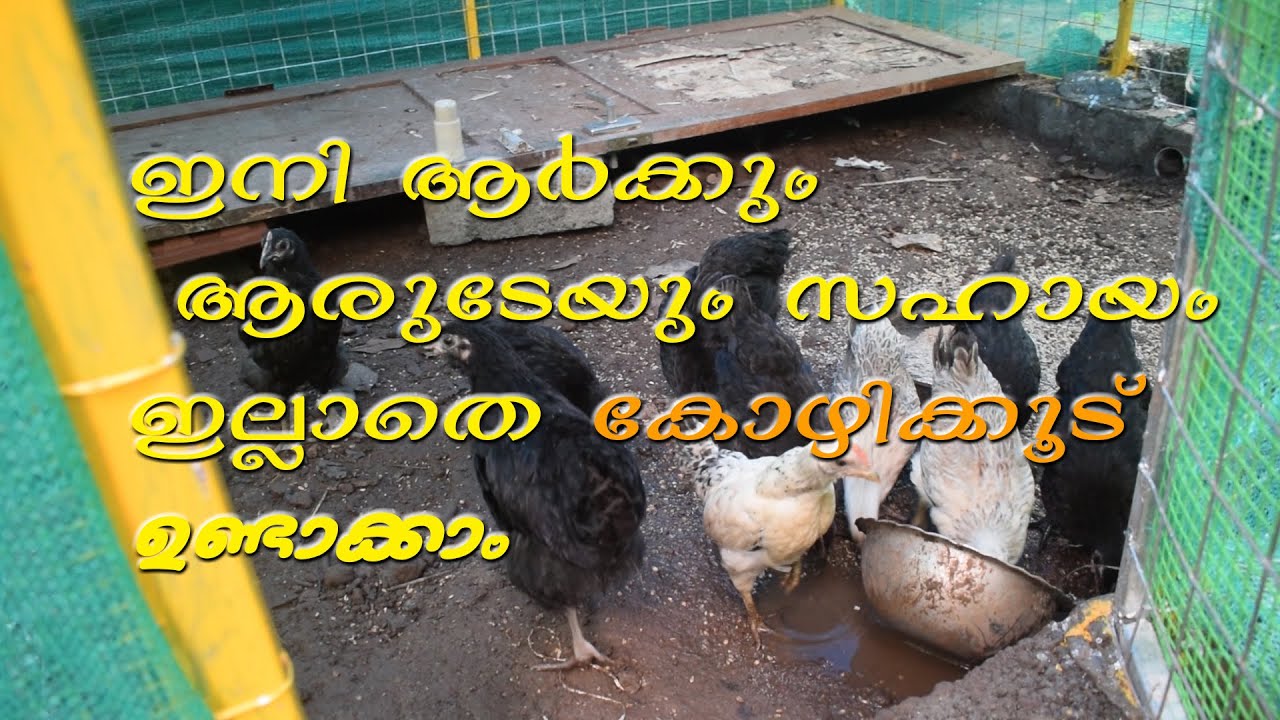നല്ലൊരു കോഴിക്കൂട് നിർമ്മിക്കാംshed 4 chicken coopkozhikoodu nirmanam