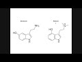 Psilocybin | Biosynthesis, Mechanism of Action, & Metabolism