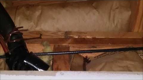 Ants in basement wall.