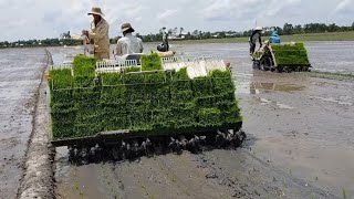 Bộ 3 Máy Cấy Lúa Ngồi Lái Nhập Từ Nhật Cấy Lúa Giống Tháp Ở Đồng Tháp, Kubota Rice Transplanters