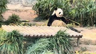 20260127 Y Panda Yalin Bamboo Tea Time