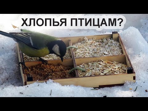 Кормление птиц хлопьями 🐥 Неудачный опыт с кормами для синиц и воробьев